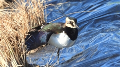 DSCN6615：タゲリ