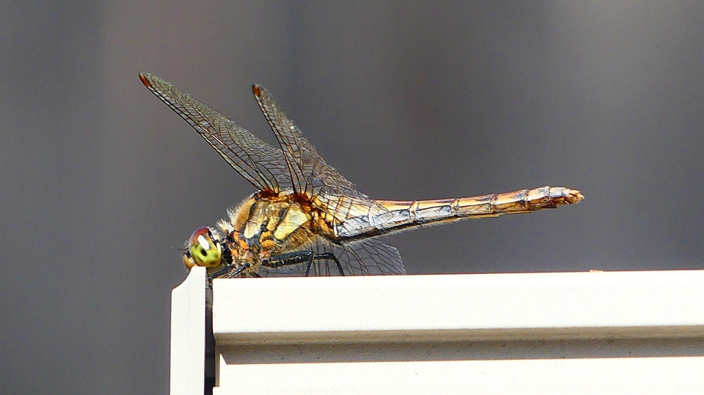 P2380002：アキアカネ（メス）