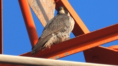 DSCN3755：ハヤブサ