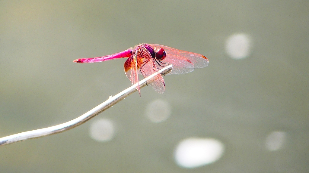 P2290159：ベニトンボ（オス）
