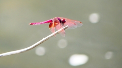 P2290159：ベニトンボ（オス）