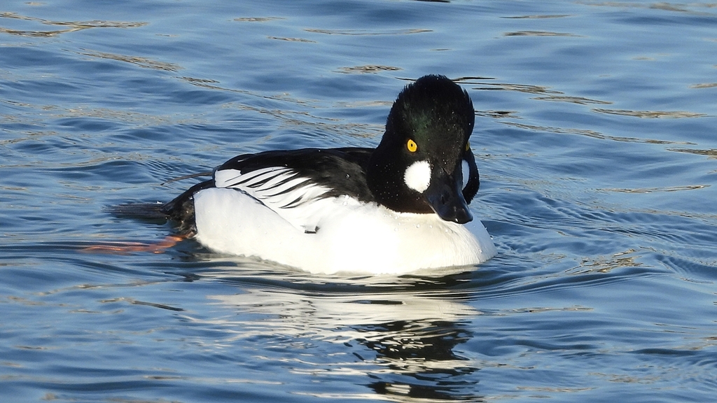 DSCN2602：ホオジロガモ（オス）