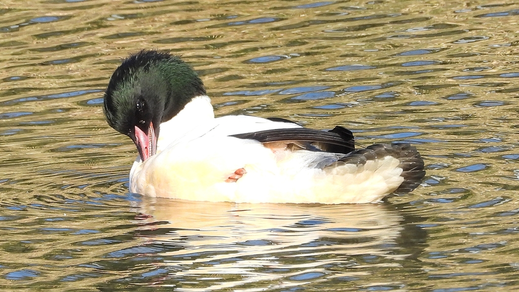 DSCN1896：カワアイサ（オス）