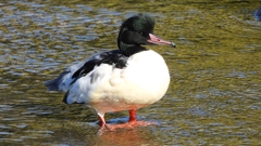 DSCN1493：カワアイサ（オス）