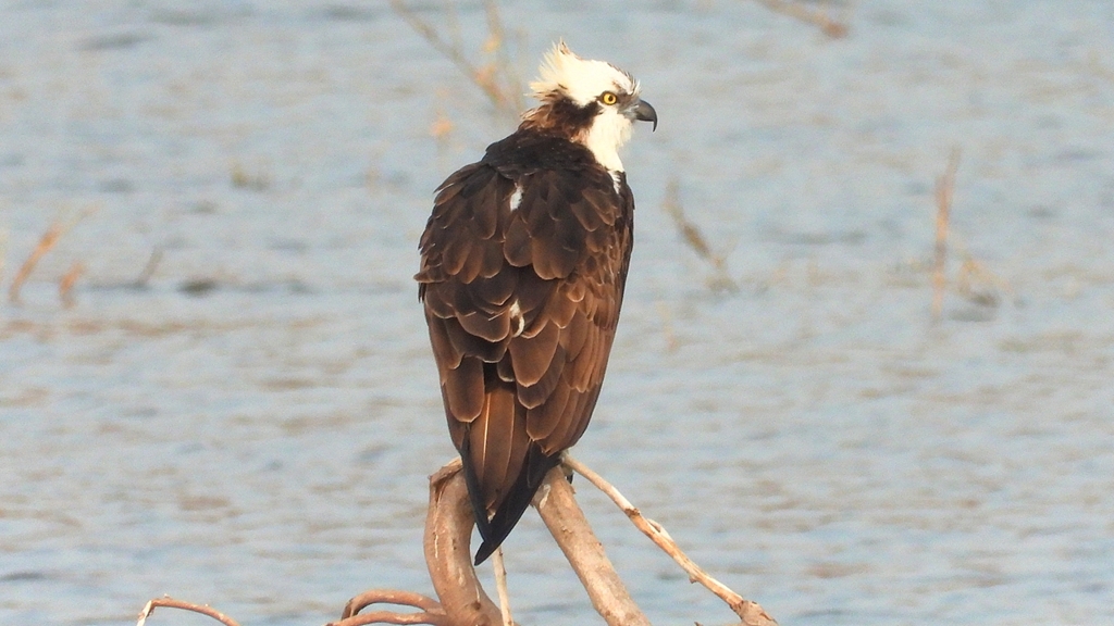 DSCN7391：ミサゴ