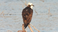 DSCN7391：ミサゴ