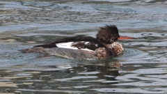 DSCN7244：ウミアイサ