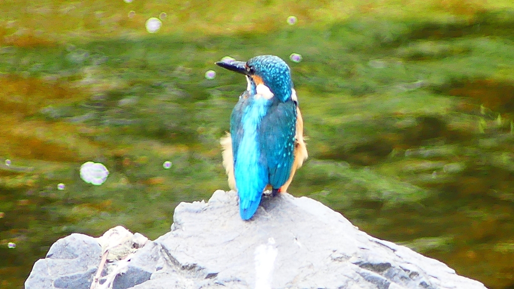 P2280332：カワセミ（オス）