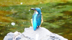 P2280332:カワセミ(オス) P2280332:カワセミ(オス)