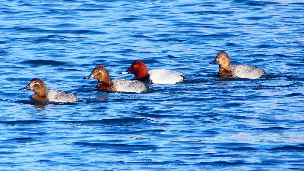 P2380466：ホシハジロ