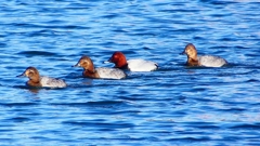 P2380466：ホシハジロ