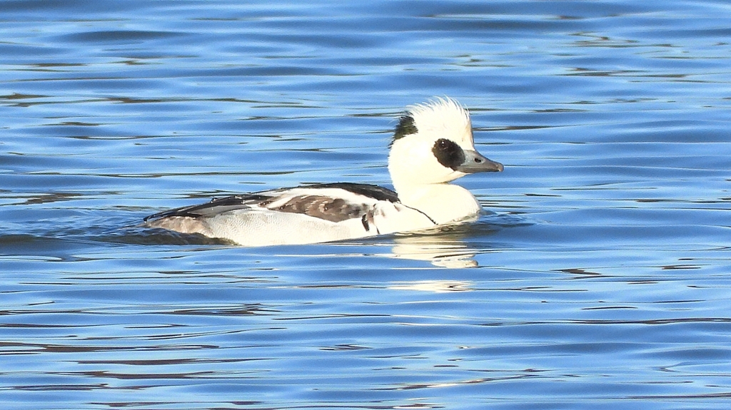 DSCN7068：ミコアイサ（オス）