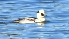 DSCN7068：ミコアイサ（オス）