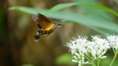 P2260164：ホシホウジャク