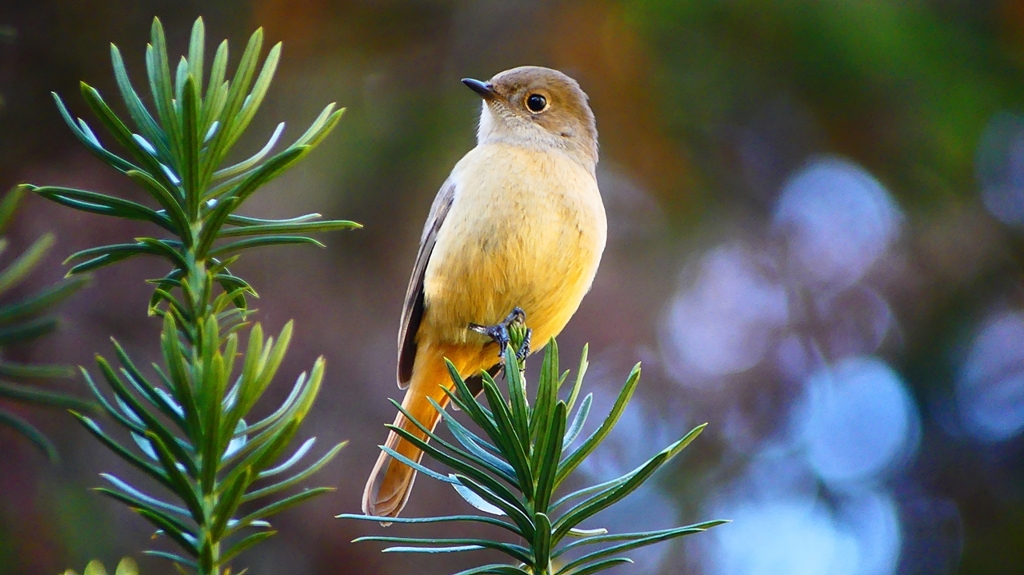 P2400373：ジョウビタキ（メス）