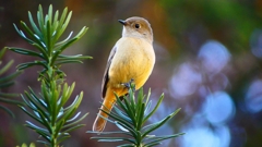 P2400373：ジョウビタキ（メス）