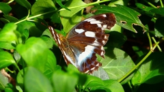 P2260507:メスグロヒョウモン P2260507:メスグロヒョウモン