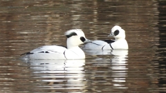 DSCN3209：ミコアイサ（オス）