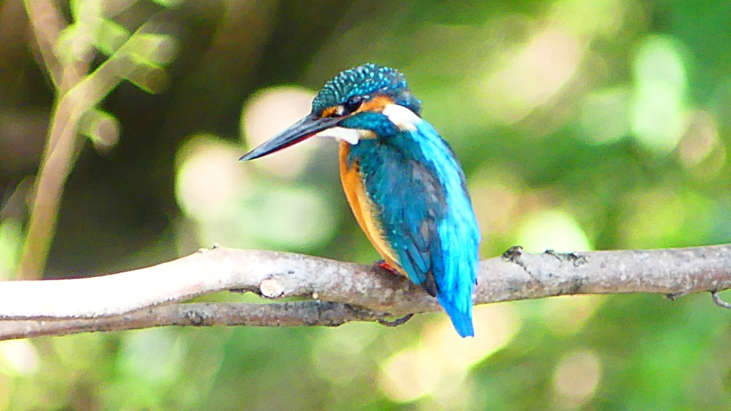 P2300406：カワセミ