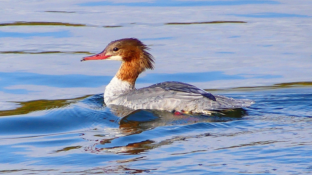 P2390175：カワアイサ（メス）