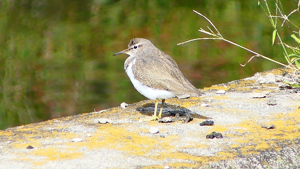 P2350060：イソシギ