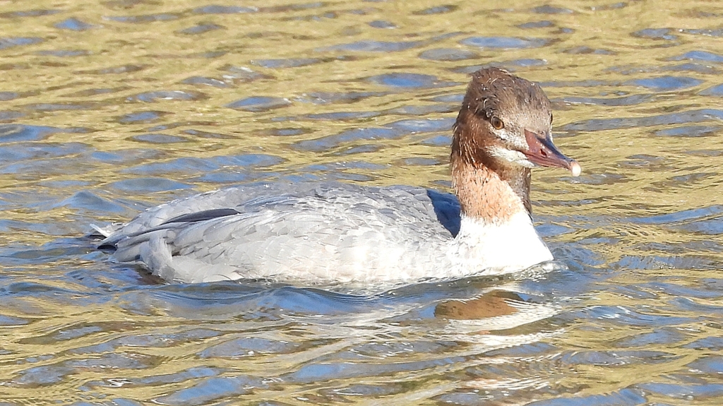 DSCN2010：カワアイサ（メス）