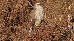 DSCN5419：ハイタカ