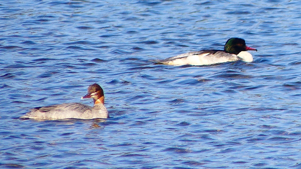 P2390057カワアイサ