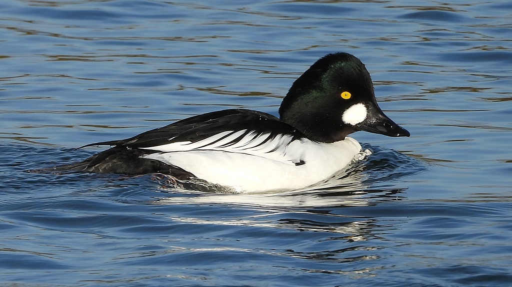 DSCN2675：ホオジロガモ（オス）