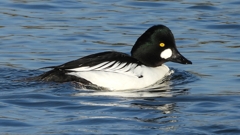 DSCN2675：ホオジロガモ（オス）