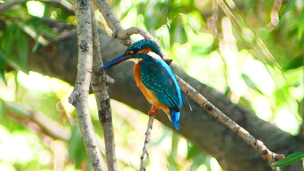 P2290637：カワセミ