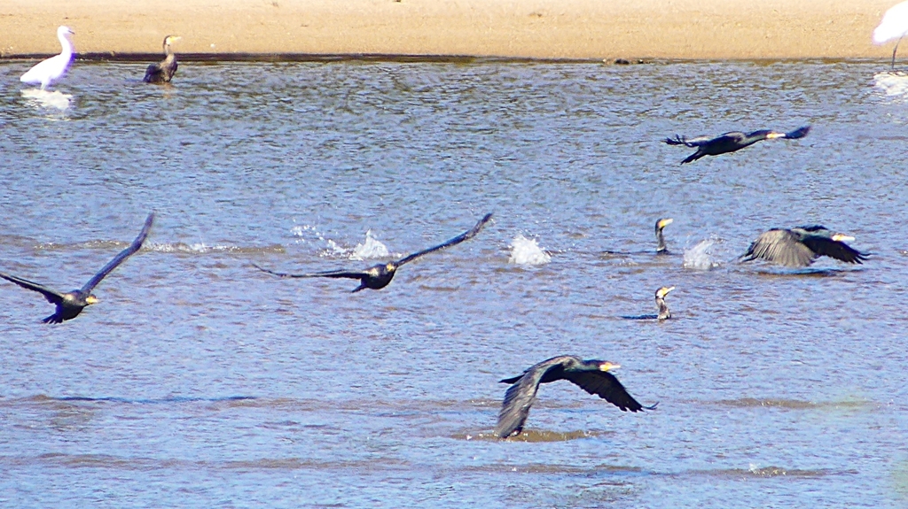 P2330294：カワウの狩り