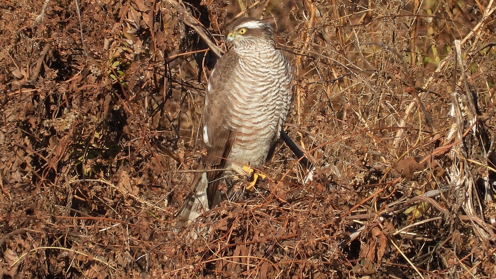 DSCN5404：ハイタカ