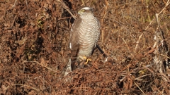 DSCN5404：ハイタカ