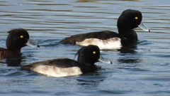 DSCN2934：キンクロハジロ