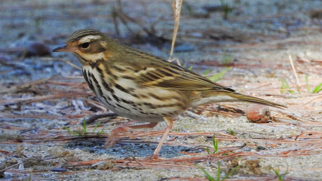 DSCN8226：ビンズイ