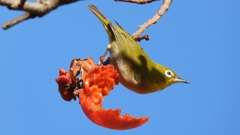 DSCN8709：メジロ