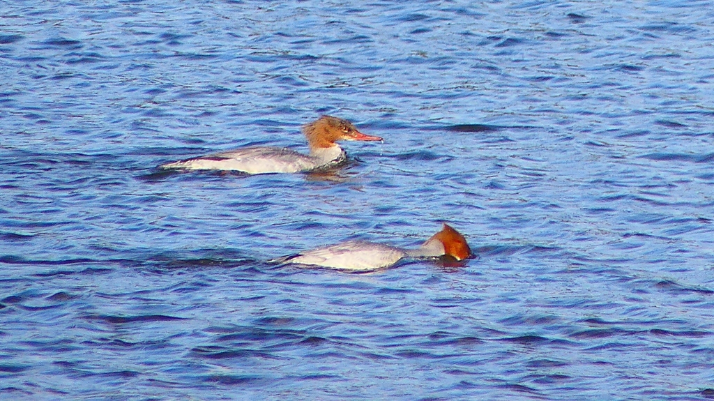 P2390138カワアイサ