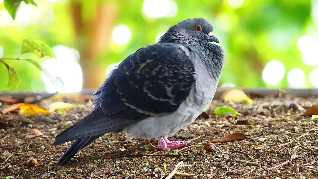 P2350329：カワラバト