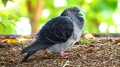 P2350329：カワラバト