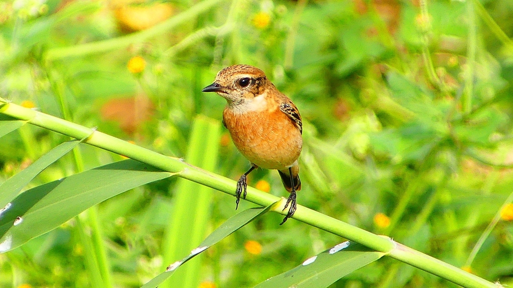 P2290383：ノビタキ