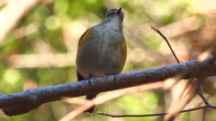 DSCN8101：ルリビタキ（メスタイプ）