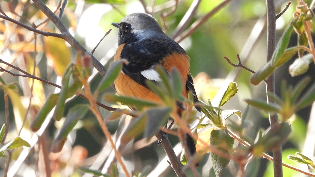 DSCN8359：ジョウビタキ（オス）