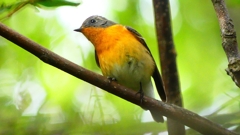 P2320414：ムギマキ（オス若鳥）