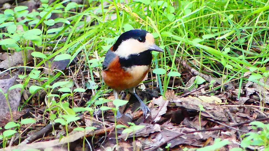 P2330954：ヤマガラ