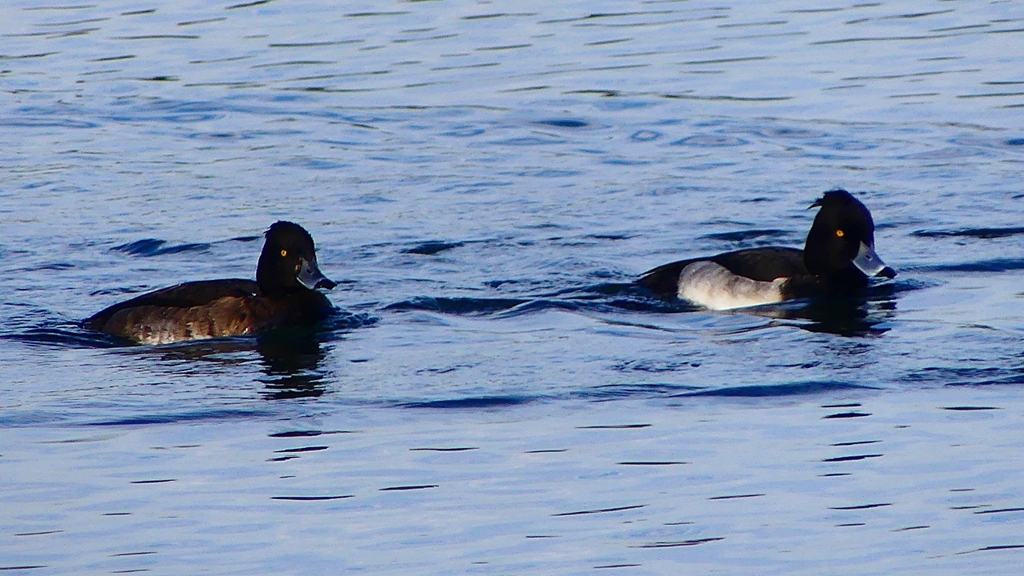 P2360484：キンクロハジロ