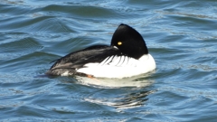 DSCN5571：ホオジロガモ（オス）