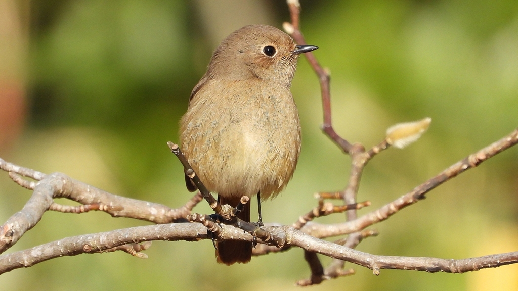 DSCN8127：ジョウビタキ（メス）