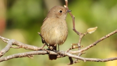 DSCN8127：ジョウビタキ（メス）