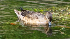 P2340899：ヒドリガモ